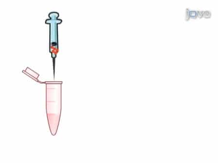 Retro-orbital Injection in Adult Zebrafish