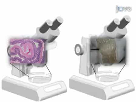 Murine Colitis Modeling using Dextran Sulfate Sodium DSS
