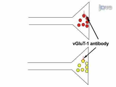 Presynaptically Silent Synapses Studied with Light Microscopy