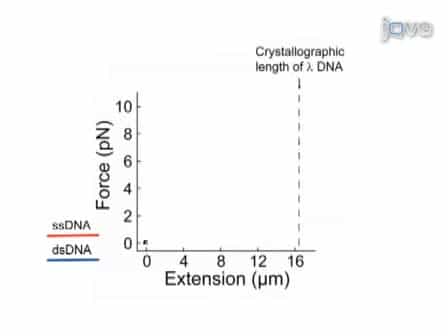 Direct Observation of Enzymes Replicating DNA Using a Single-molecule DNA Stretching Assay
