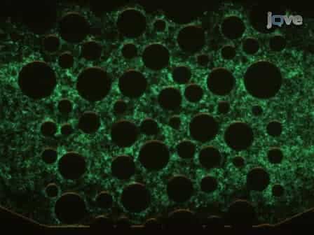 Window on a Microworld: Simple Microfluidic Systems for Studying Microbial Transport in Porous Media