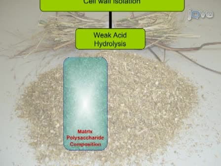 Comprehensive Compositional Analysis of Plant Cell Walls (Lignocellulosic biomass) Part II: Carbohydrates