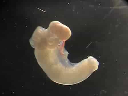 Retrieval of Mouse Oocytes