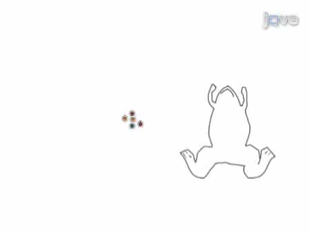 Fertilization of Xenopus oocytes using the Host Transfer Method