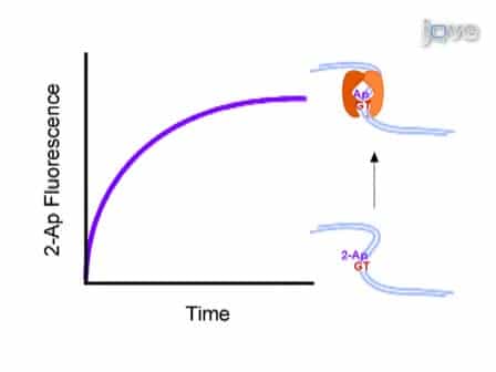 Application of Stopped-flow Kinetics Methods to Investigate the Mechanism of Action of a DNA Repair Protein
