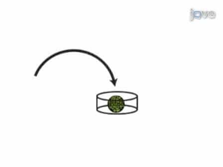Tissue Determination Using the Animal Cap Transplant (ACT) Assay in Xenopus laevis