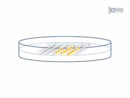 Microinjection of Medaka Embryos for use as a Model Genetic Organism