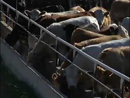 Biocontained Carcass Composting for Control of Infectious Disease Outbreak in Livestock