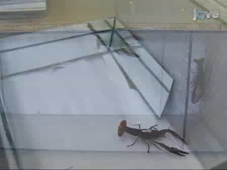 Recording Behavioral Responses to Reflection in Crayfish