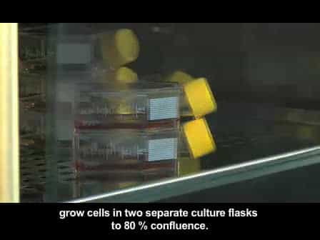 Cell Electrofusion Visualized with Fluorescence Microscopy