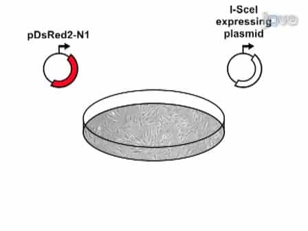 Analysis of DNA Double-strand Break DSB Repair in Mammalian Cells