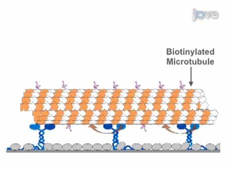 Cargo Loading onto Kinesin Powered Molecular Shuttles