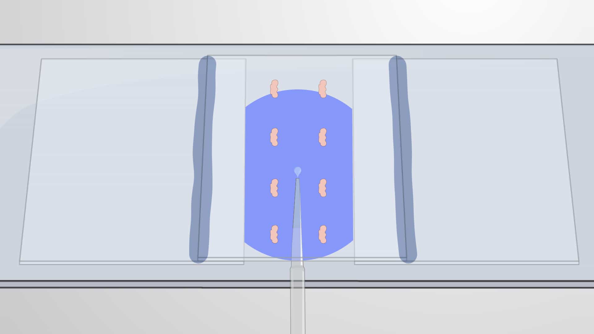 Mounting Adult Drosophila Brains: A Method to Prepare Slides for Confocal Imaging