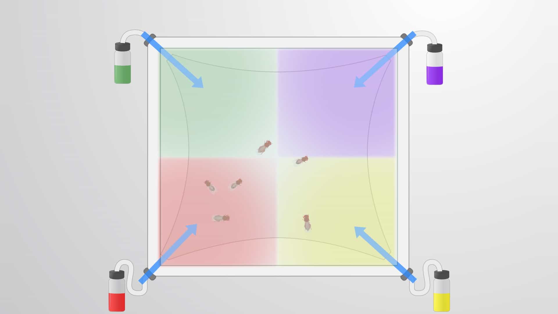 Four-Way Olfactometer Assay: A Method to Assess Odorant-Cued Responses in Drosophila