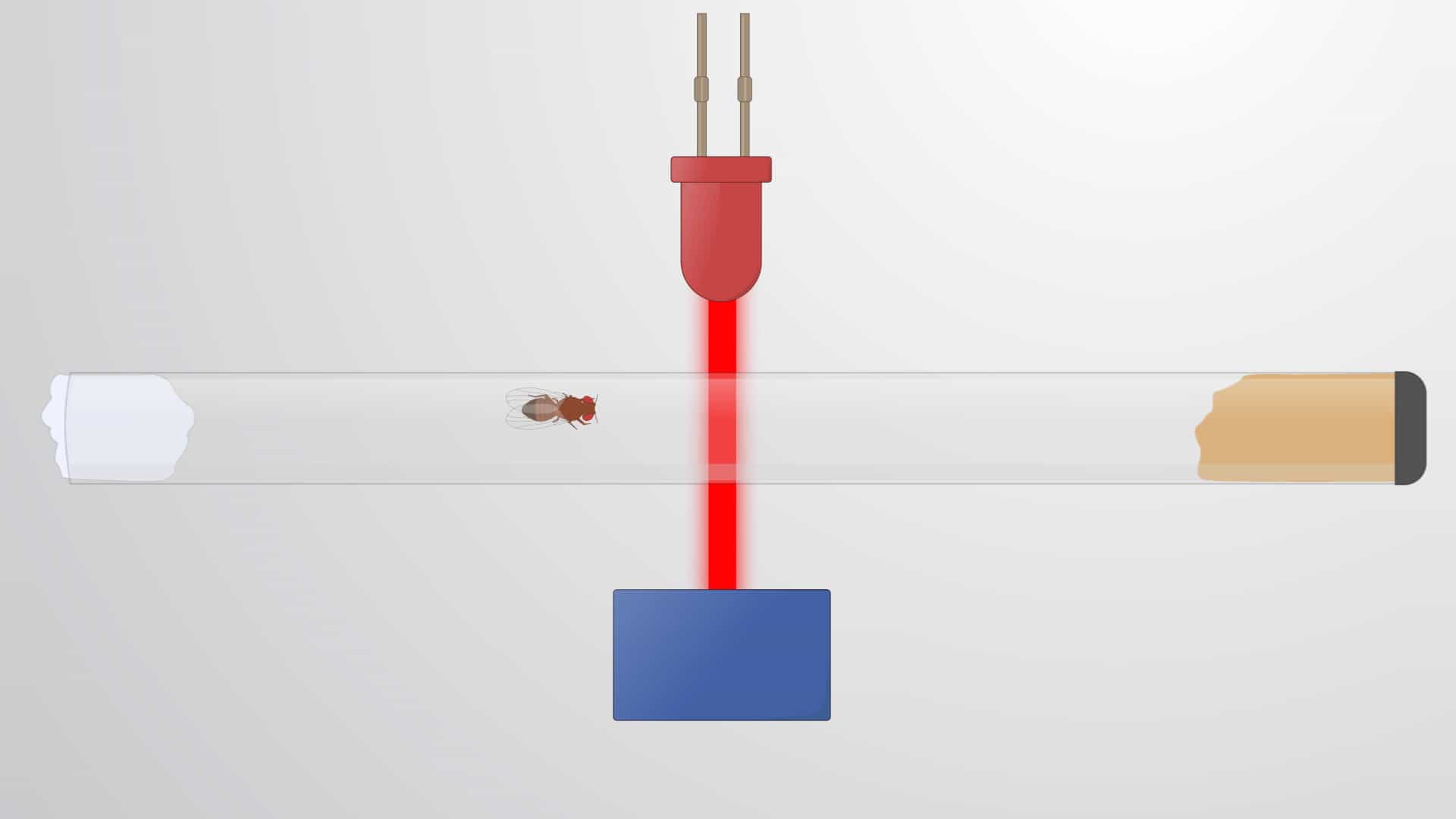 Drosophila Activity Monitor (DAM): A Method to Measure Locomotor Activity in Flies
