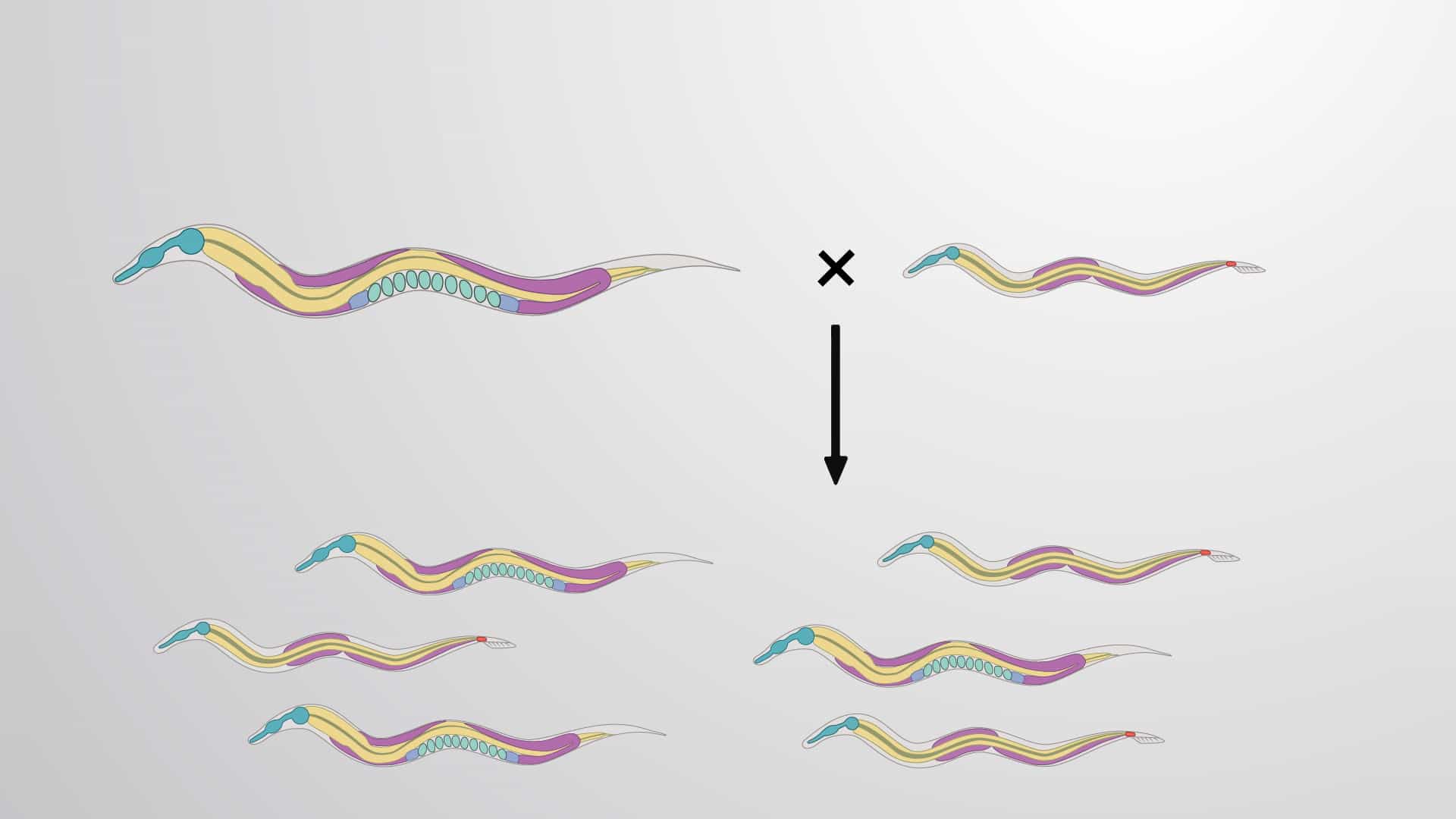 Enriching for Males: Maintaining a Stock of Male C. elegans