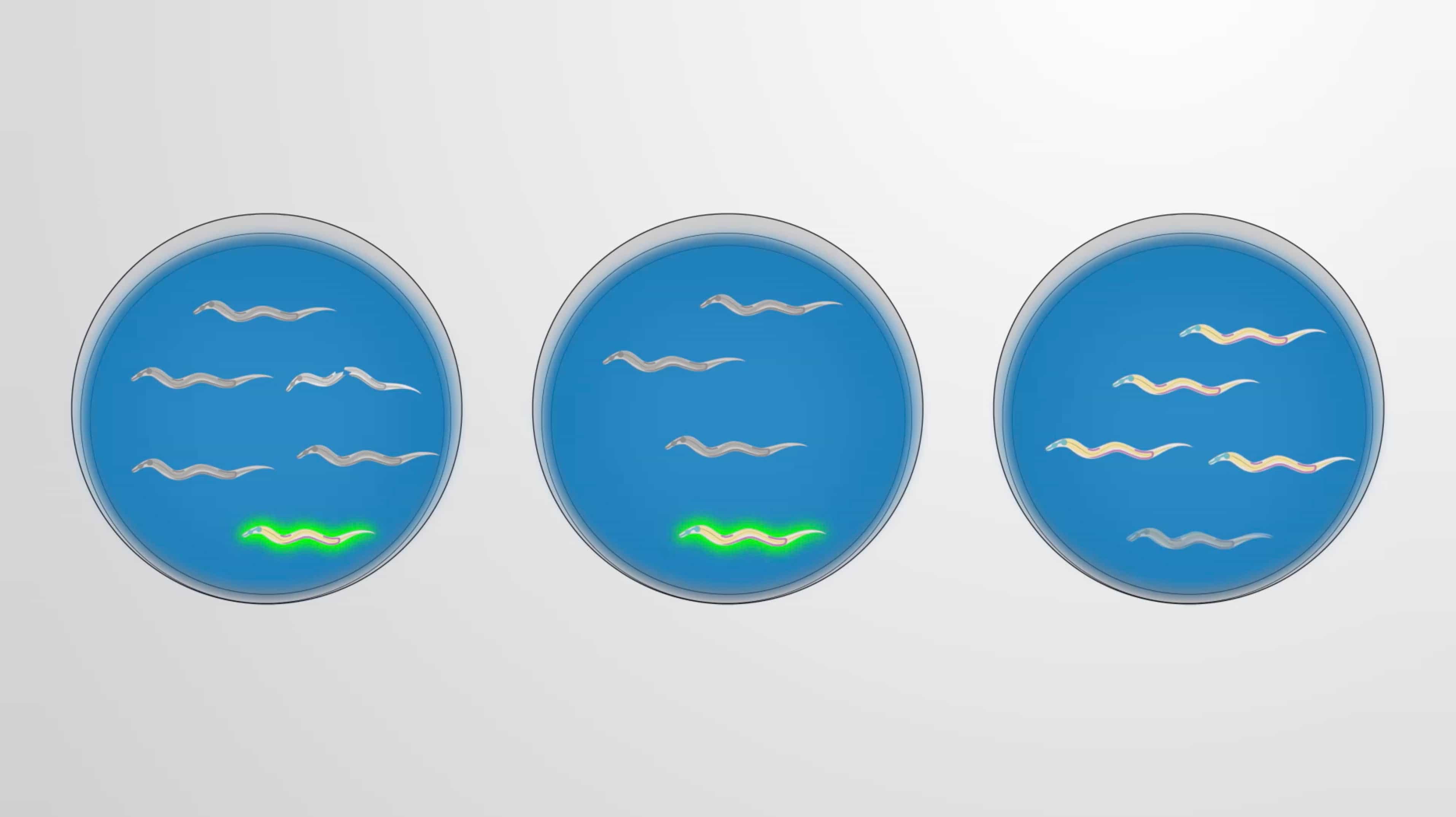 C. elegans Survival Assay: A Short-Term Toxicity Test