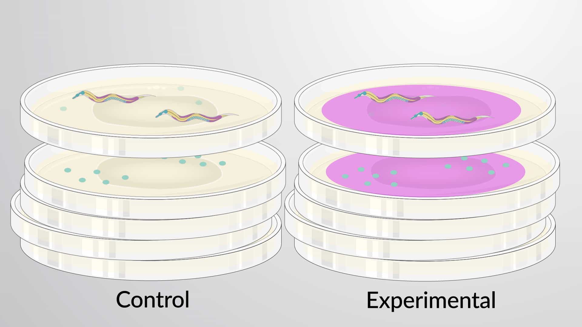 Egg Laying Assay: A Method to Quantify the Egg-Laying Behavior of C. elegans