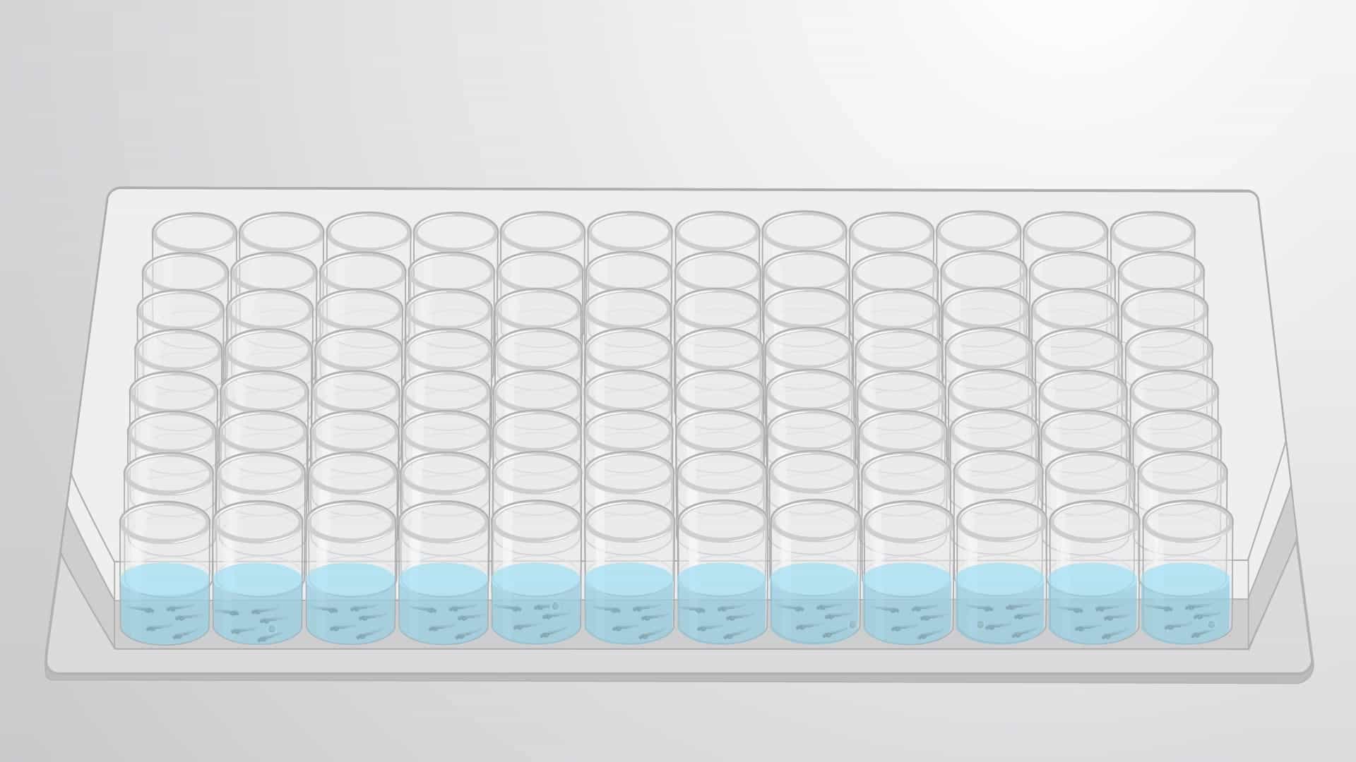 Embryo-Based Chemical Toxicity Screen: Assessing Effects on Developing Zebrafish Embryos