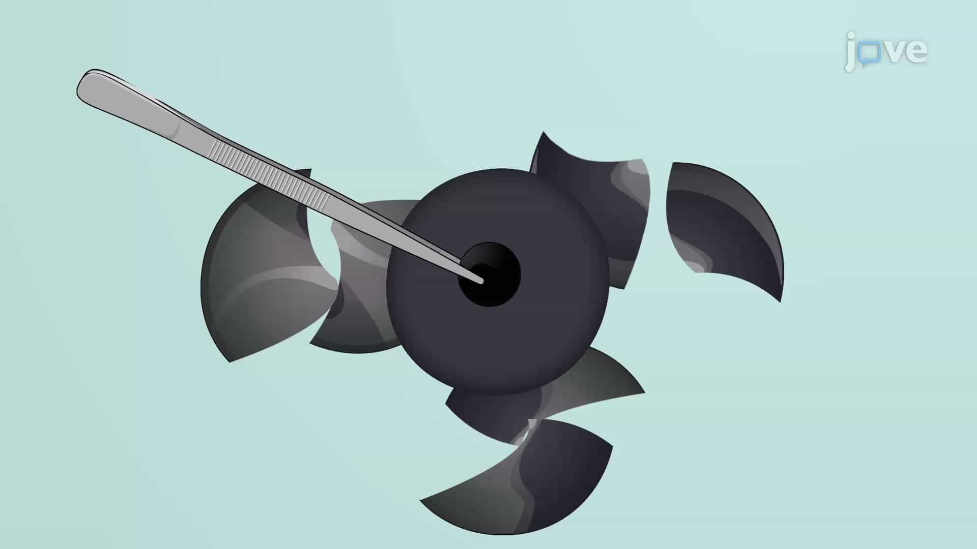 Eye Lens Dissection: A Technique to Observe Zebrafish Lens Morphology
