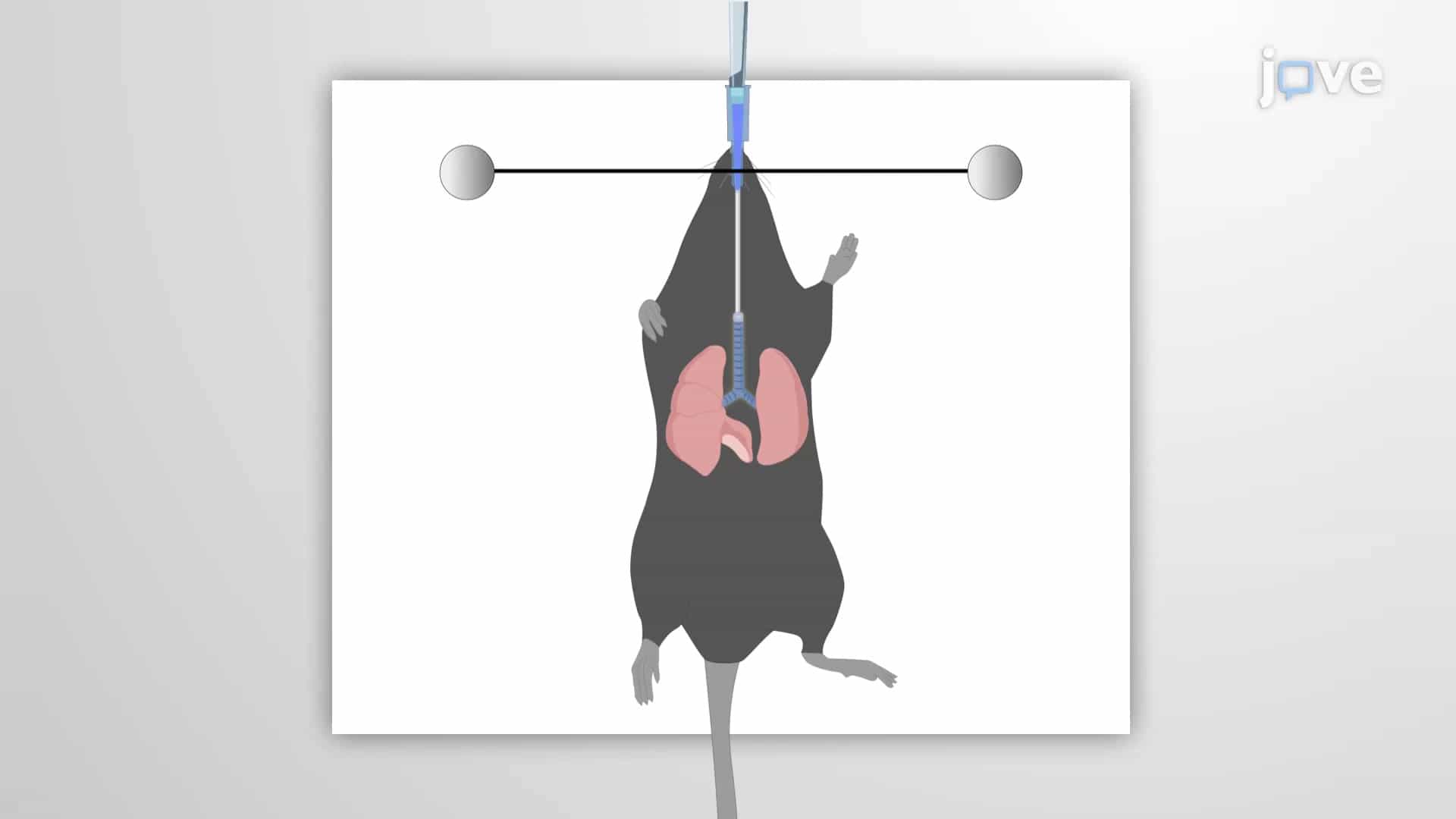 Lung Instillation and Fixation: Introducing Liquid into the Trachea and Fixing Lungs to Measure the Fixed Lung Volume