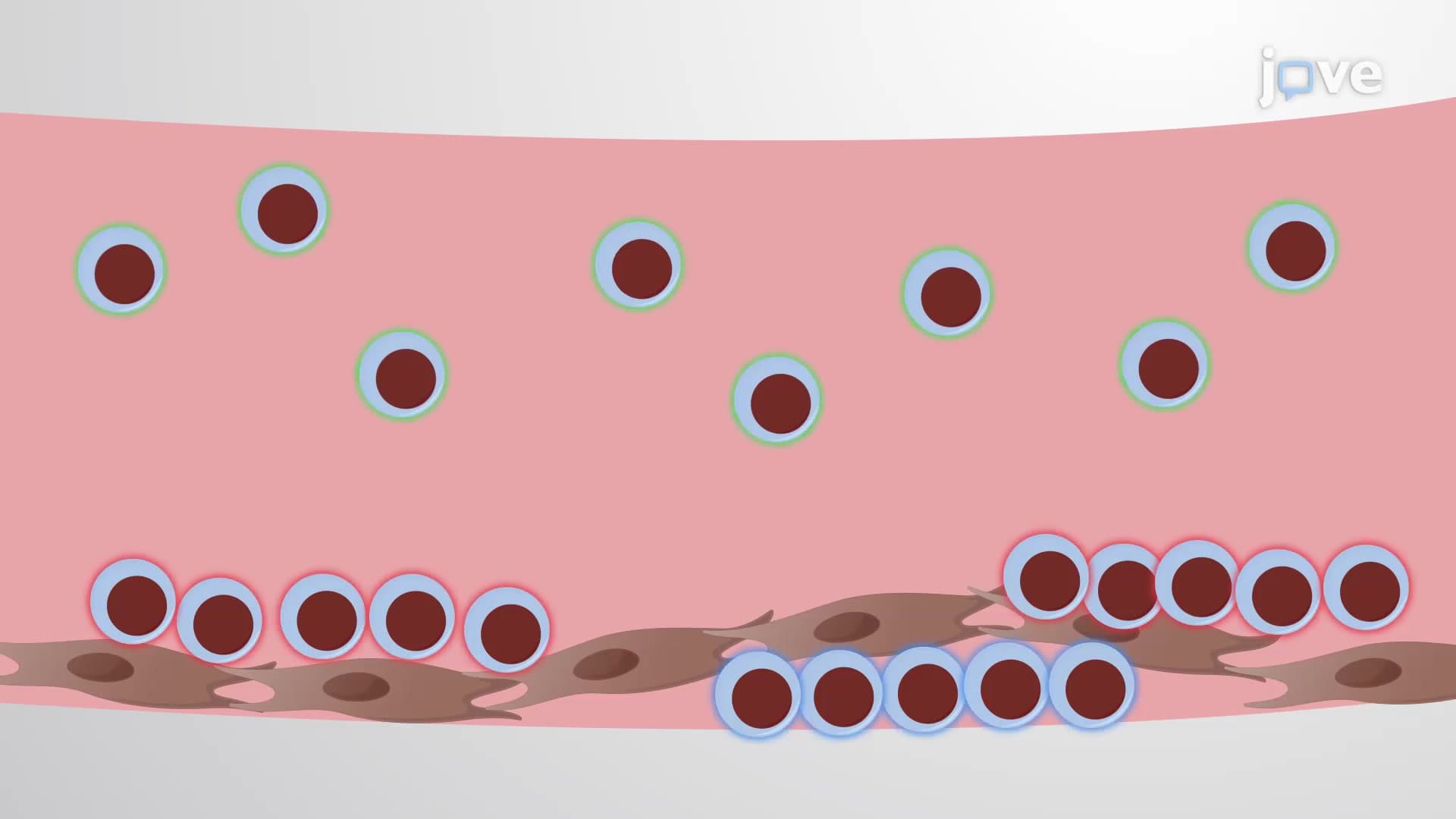 2D Co-culture of Leukemic Cells with BMSCs: A Method to Obtain Subpopulations of Leukemic Cells
