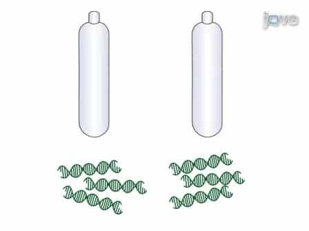 DNA Stable-Isotope Probing (DNA-SIP)