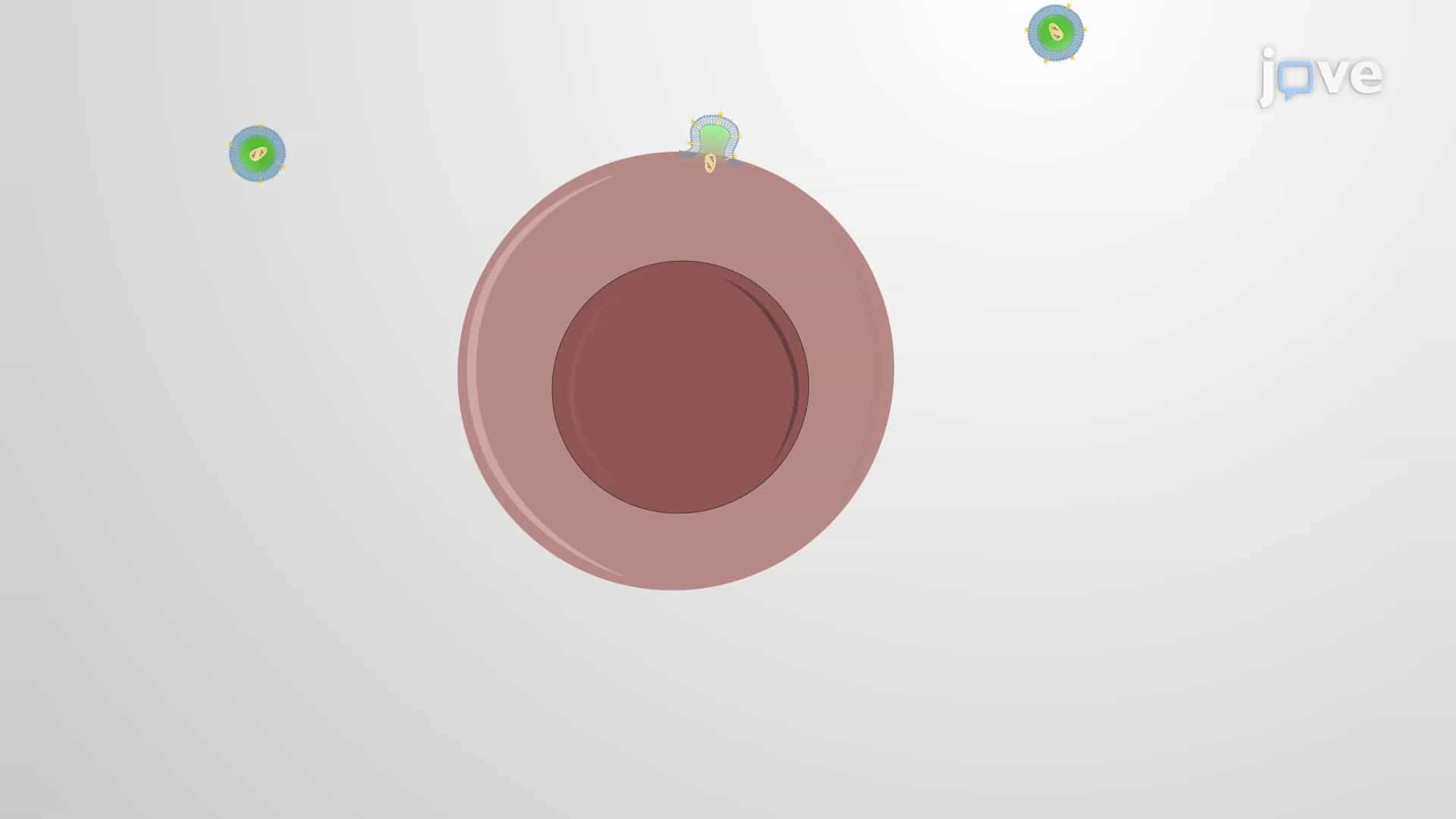 Retroviral-Mediated Transduction: A Method to Introduce Target Gene into Cancer Cells