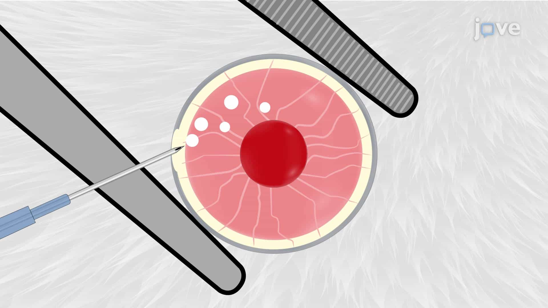 Grafting Pancreatic Islets: A Method to Implant Pancreatic Islets into the Anterior Chamber of the Mouse Eye for In Vivo Imaging