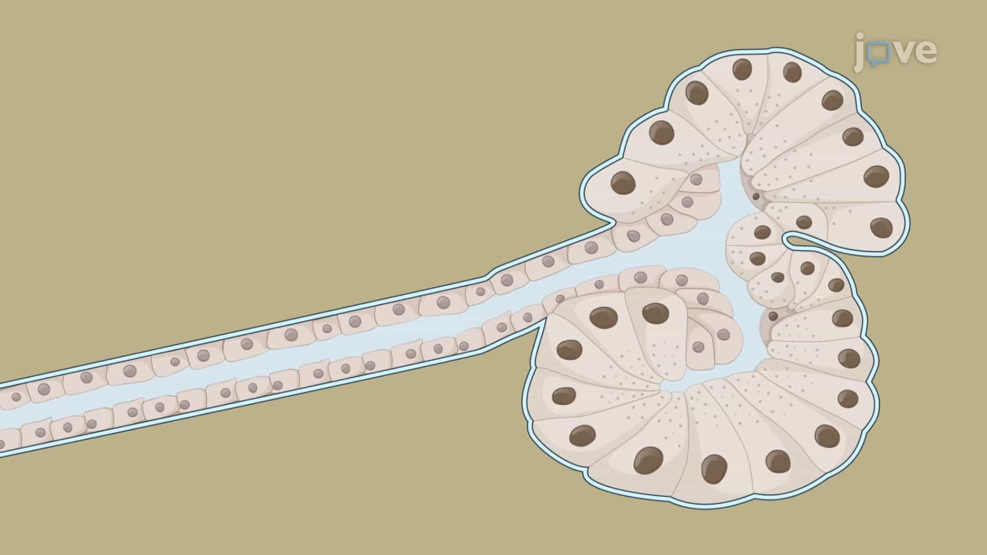 Acinar-to-Ductal Metaplasia Induction: A Method to Study Acinar Cell to Ductal Cell Differentiation in 3D Ex Vivo Culture