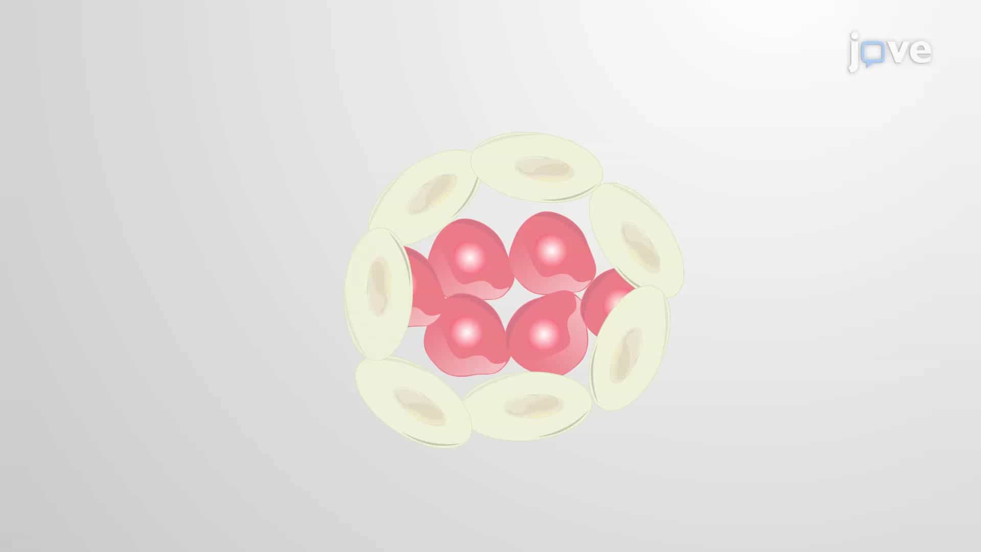 PDAC Stem Cell Isolation: A Method to Isolate Cancer Stem Cells from Pancreatic Tumors