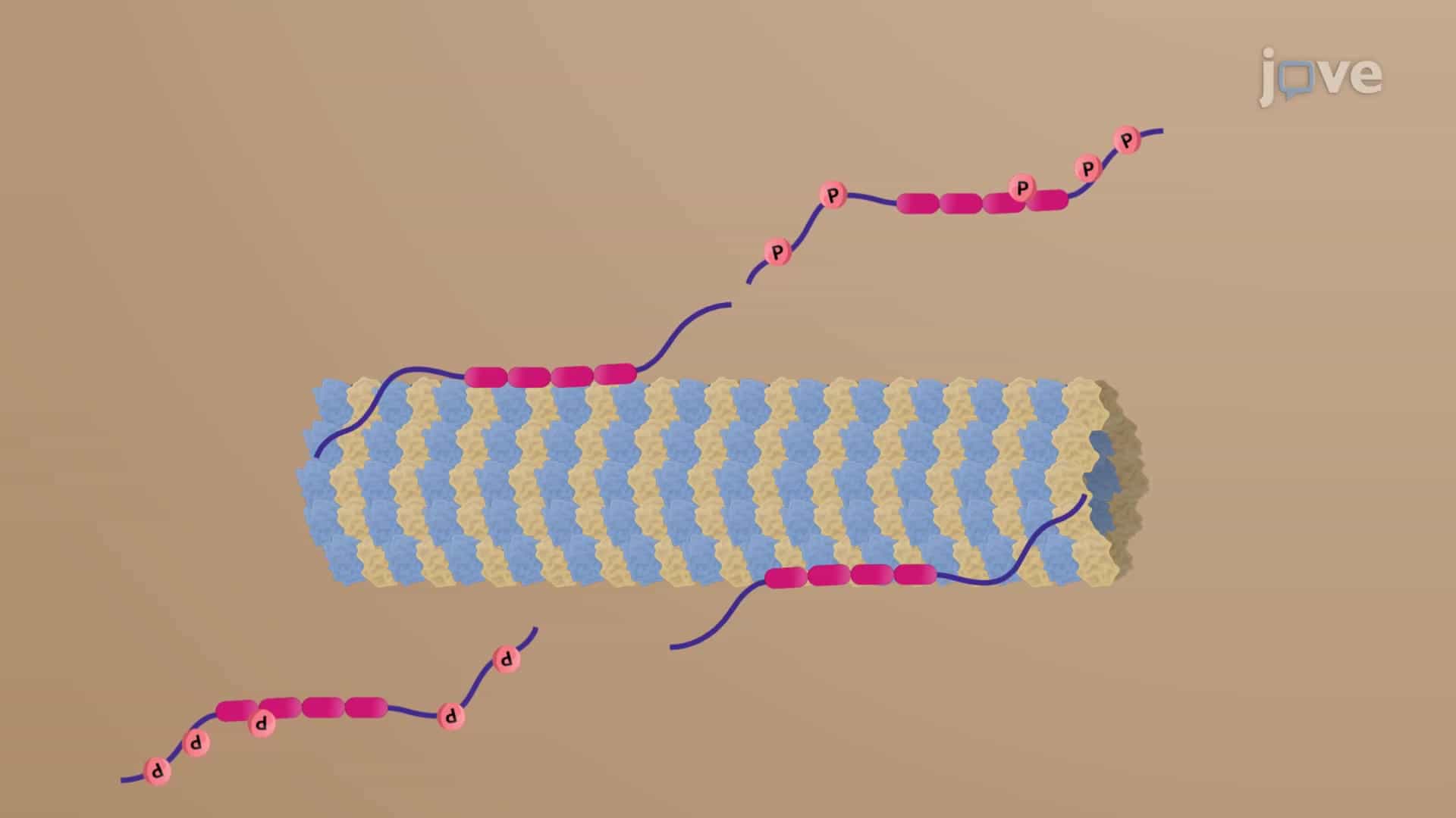 Microtubule Binding Assay in CRC Cells: A Method to Examine Microtubule Binding Tau Protein in Colorectal Cancer Cells