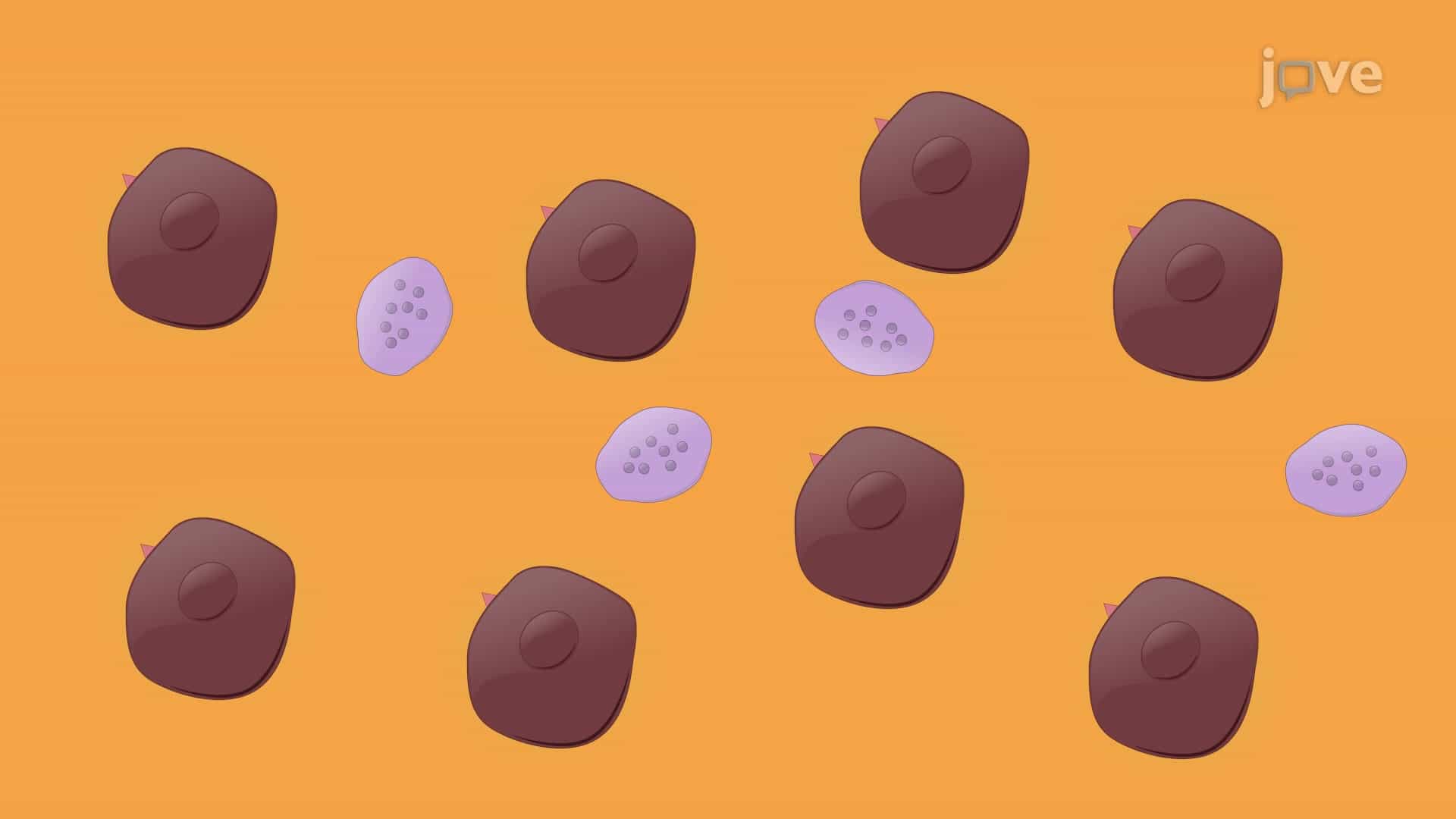 CTC Isolation from a Whole Blood Sample: A Method to Obtain CTCs from Murine Colorectal Cancer Model