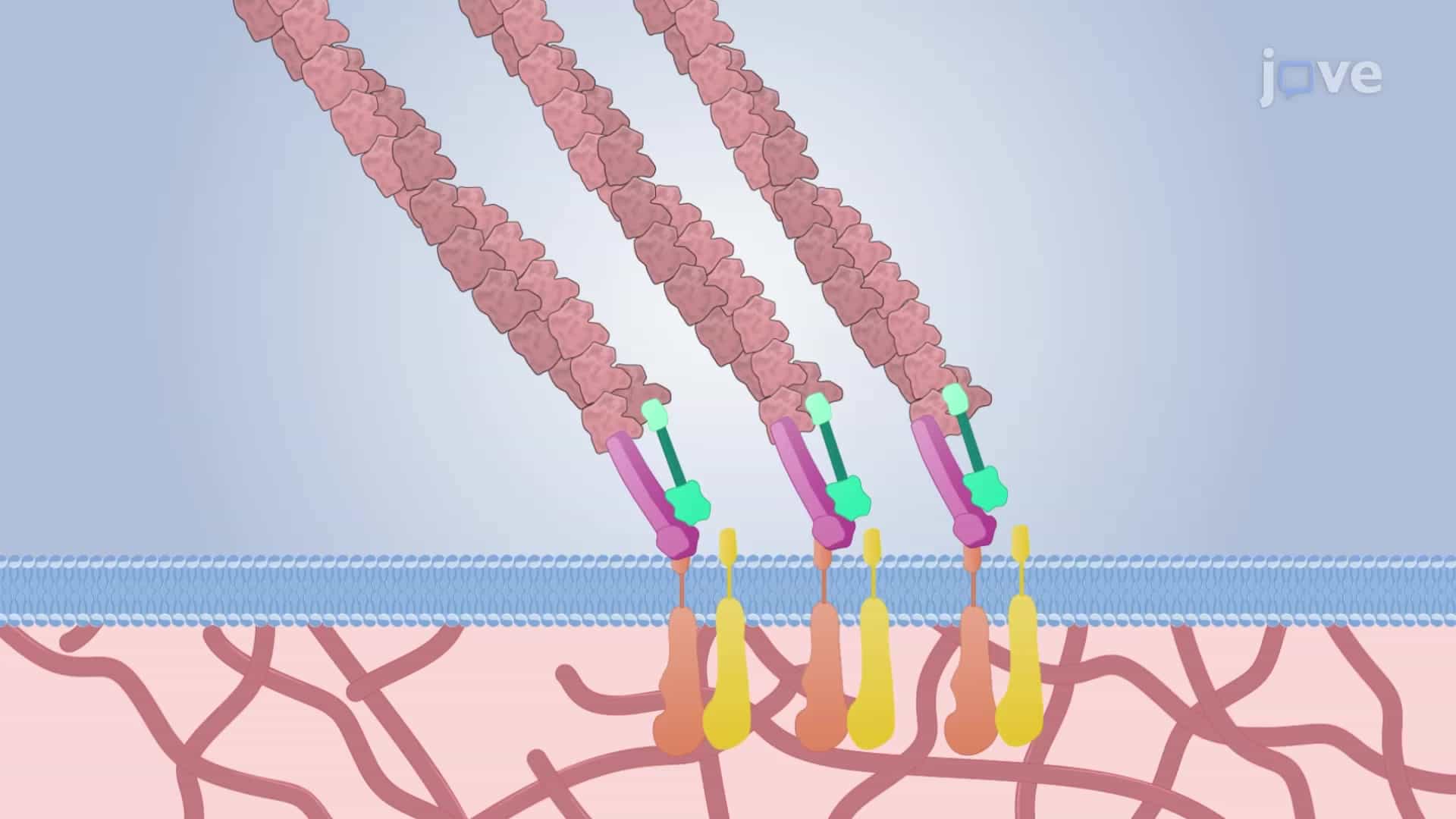 Cytoskeleton and Focal Adhesion Organization Assay: An Immunofluorescence-based Method to Study Cell Adhesion and Spreading on Substrates