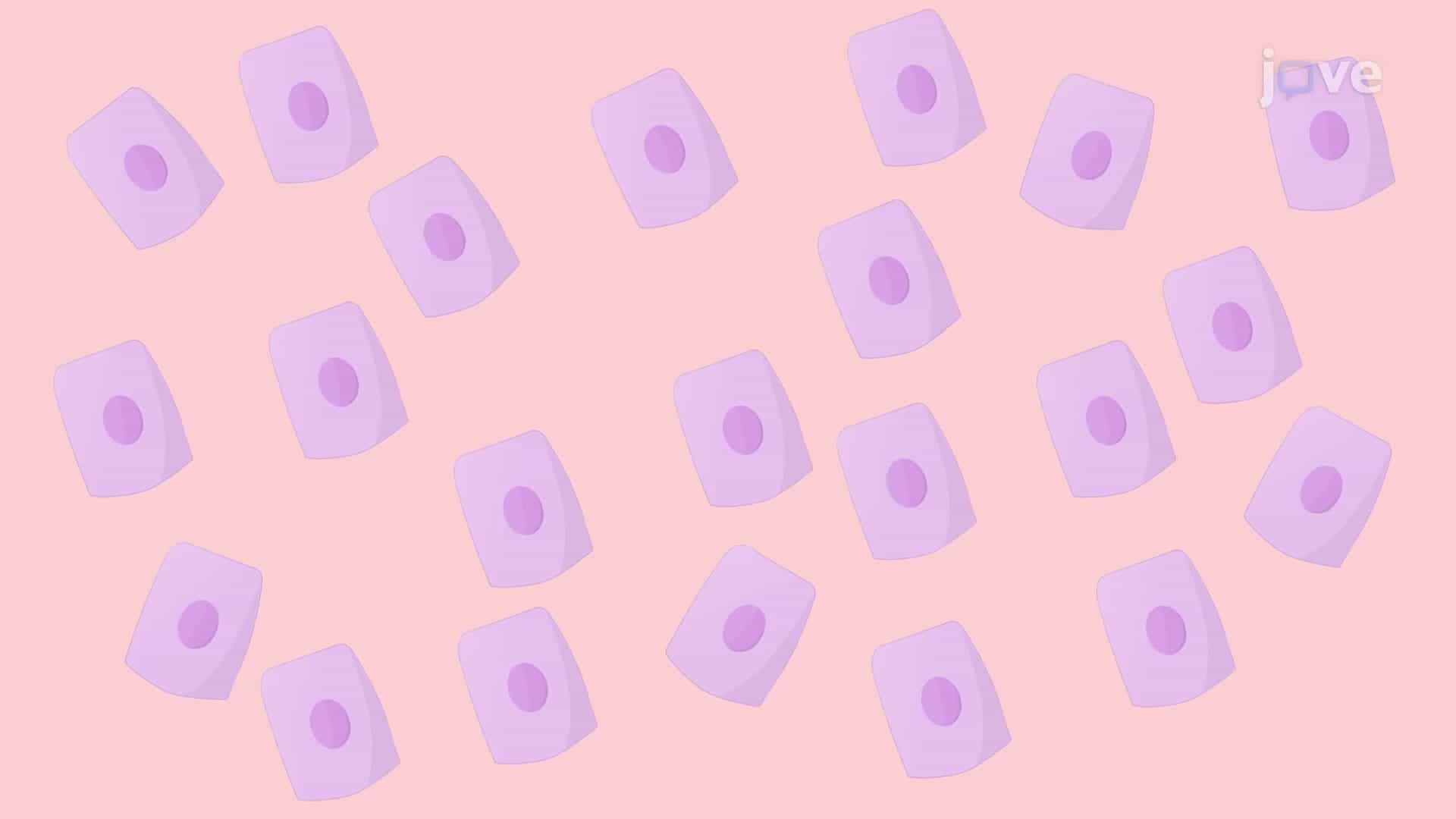 Human Skin Keratinocyte Isolation: A Method to Culture Primary Keratinocytes from Skin Samples