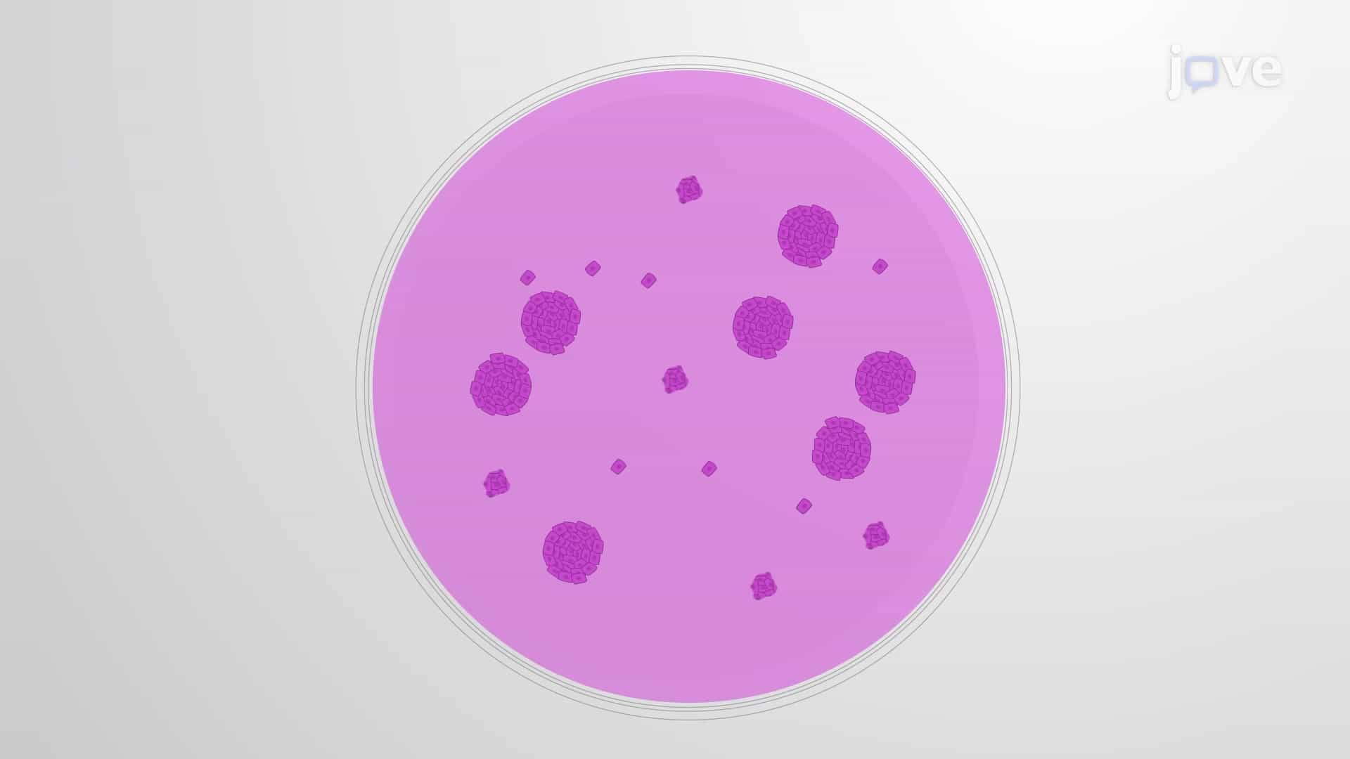 Keratinocyte Colony Formation Assay: An In Vitro Assay to Assess the Ability of Keratinocytes to Grow into Colonies