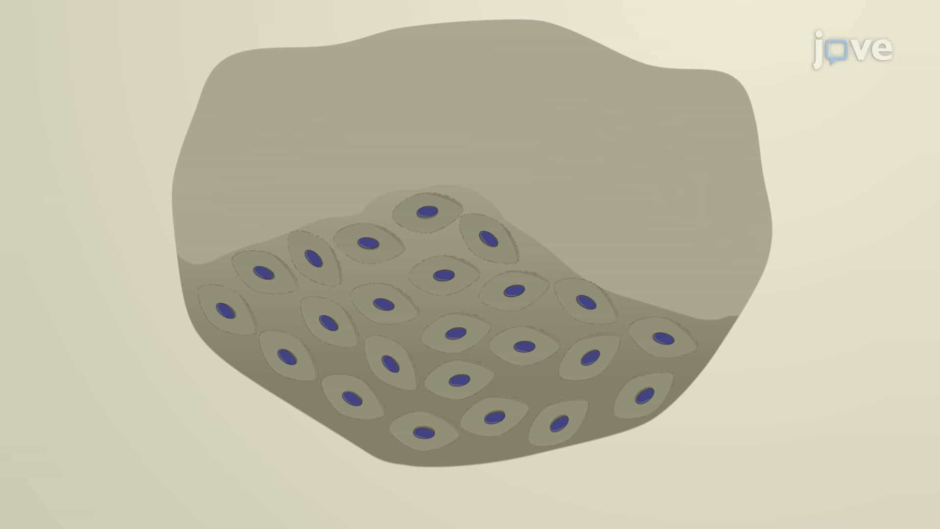 Antibody Staining of Scale Melanocytes: A Technique to Detect Transcription Factors Expressed in Dorsal Scale-associated Melanocytes of Zebrafish Models