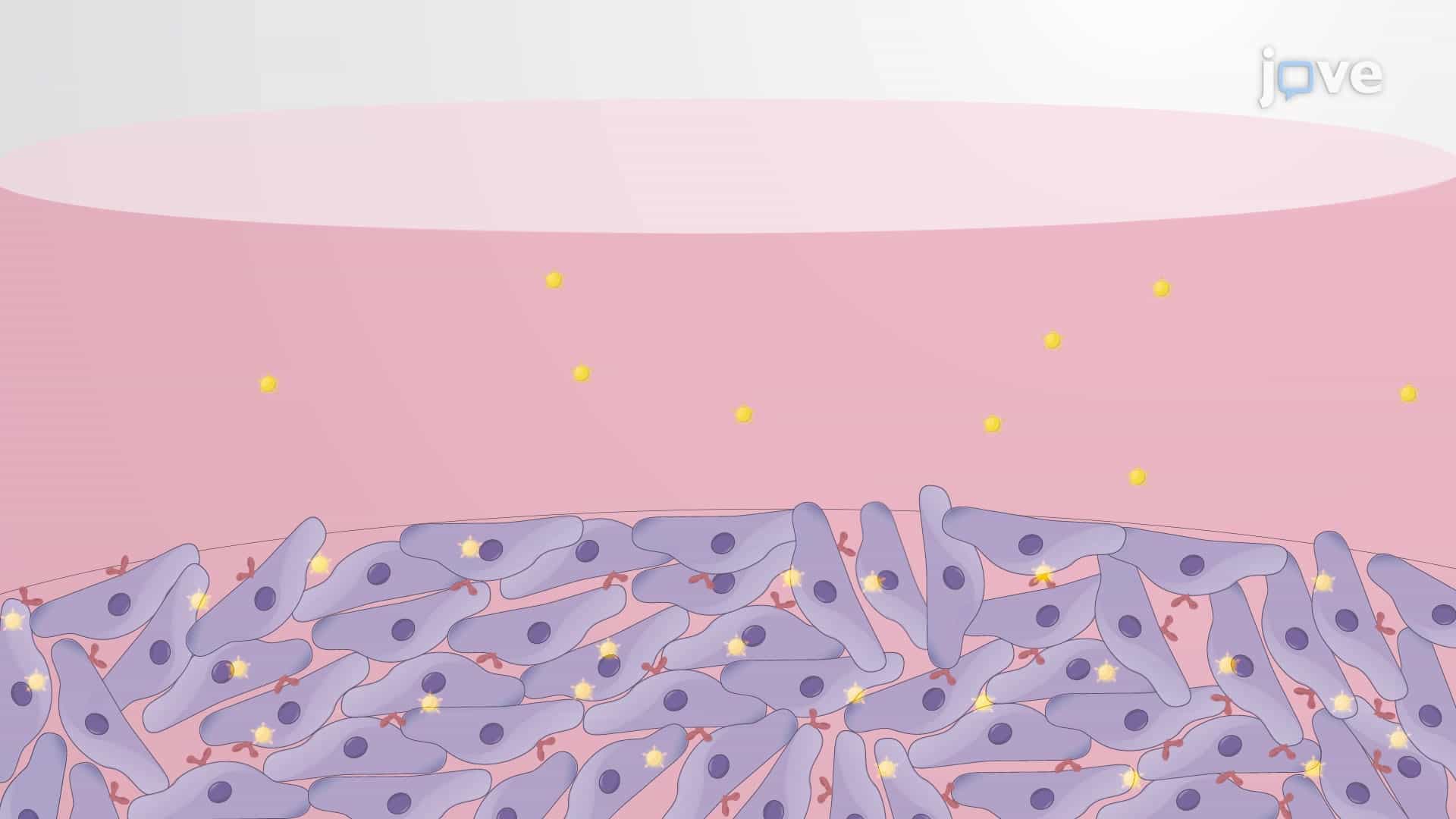 Functionalized Nanoparticle Targeting of Ovarian Cancer: A Technique to Facilitate Folic Acid-conjugated Nanoparticle Contrast Agent Uptake by Ovarian Cancer Cells