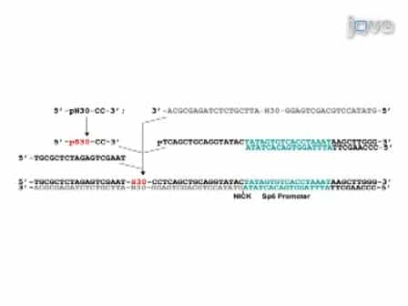 Primer-Free Aptamer Selection Using A Random DNA Library