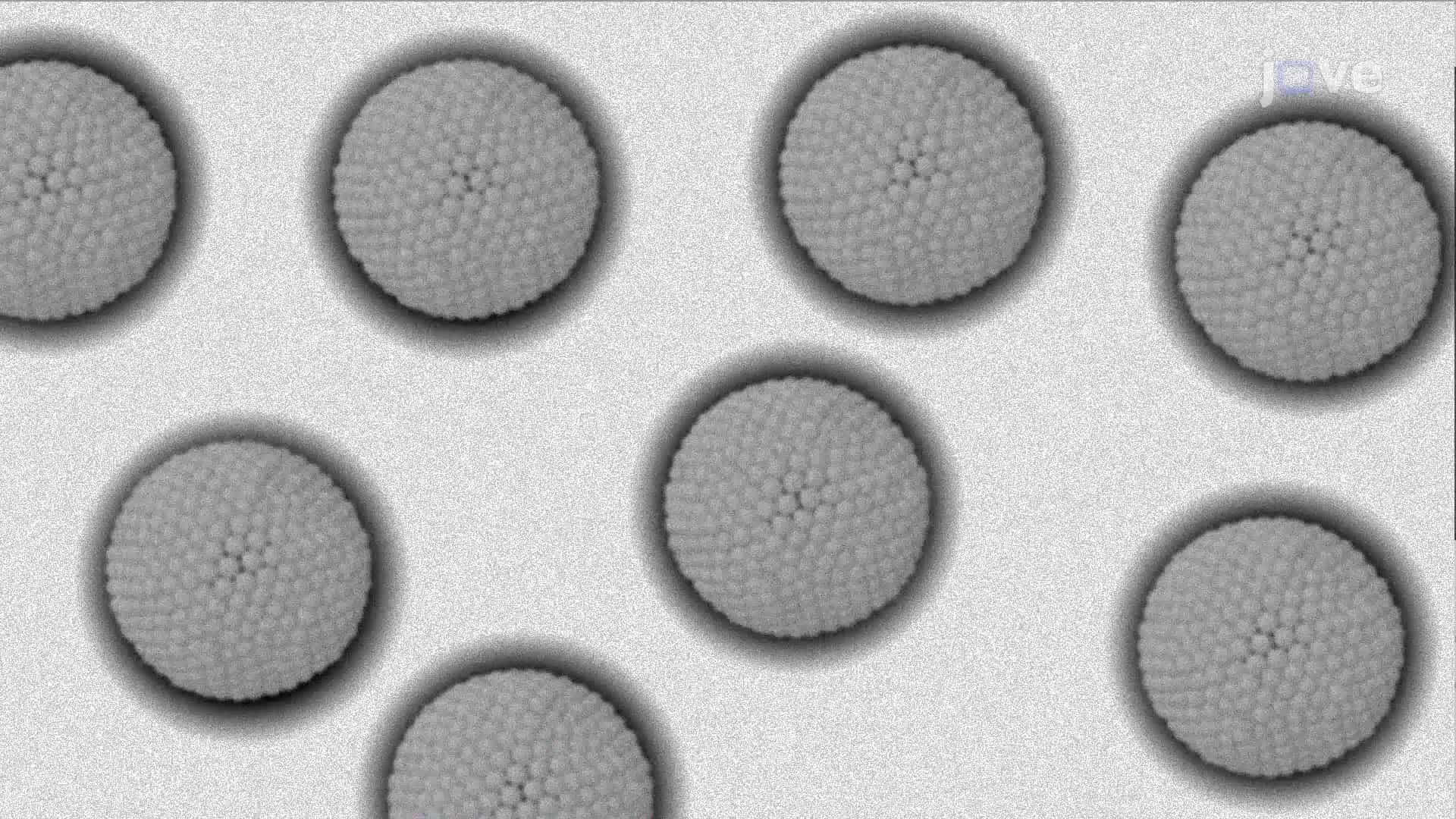 Negative Staining of Purified Exosomes: A Procedure to Visualize Exosome Morphology Using Transmission Electron Microscopy