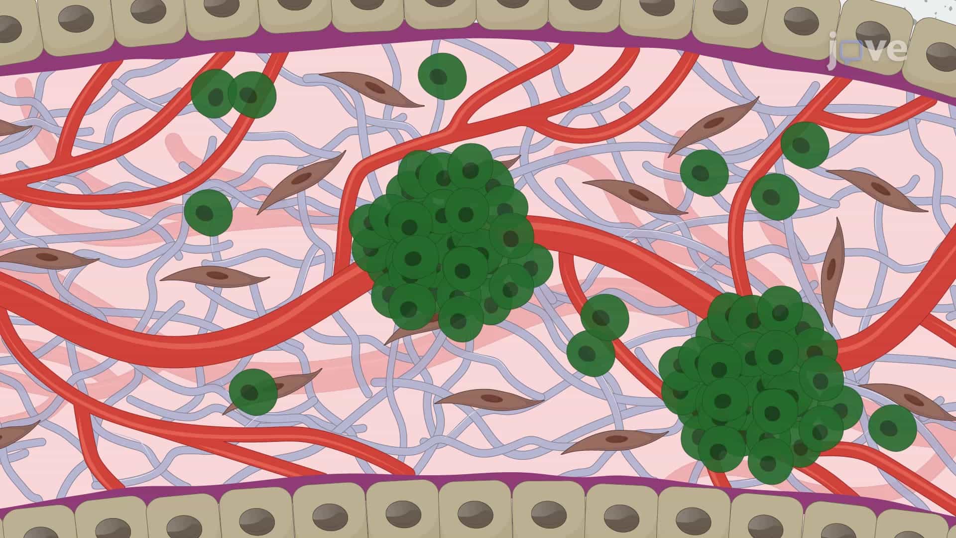 Metastatic Cancer Cell Colony Isolation from Chicken CAM: A Procedure to Isolate Cancer Cells from Shell-less Egg Cultures
