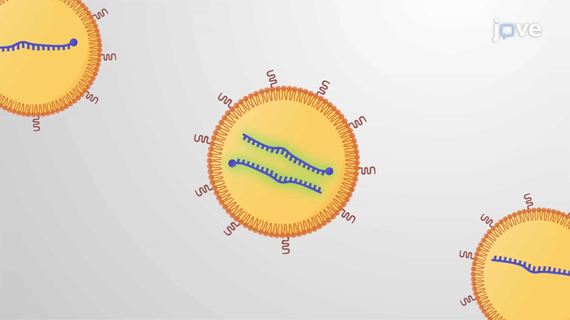 Modelling Intratumoral Treatment with miRNA Inhibitors: A Method to Analyze the Effect of miRNA Inhibitors on Tumor Growth in Murine Model