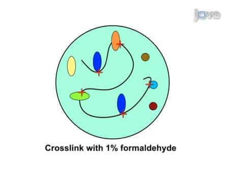 Chromatin Immunoprecipitation ChIP to Assay Dynamic Histone Modification in Activated Gene Expression in Human Cells