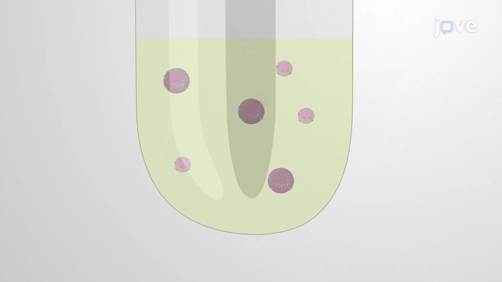 Purification of Subpopulations of Extracellular Vesicles: A Technique to Purify Subpopulations of Extracellular Vesicles Using Density Gradient Ultracentrifugation