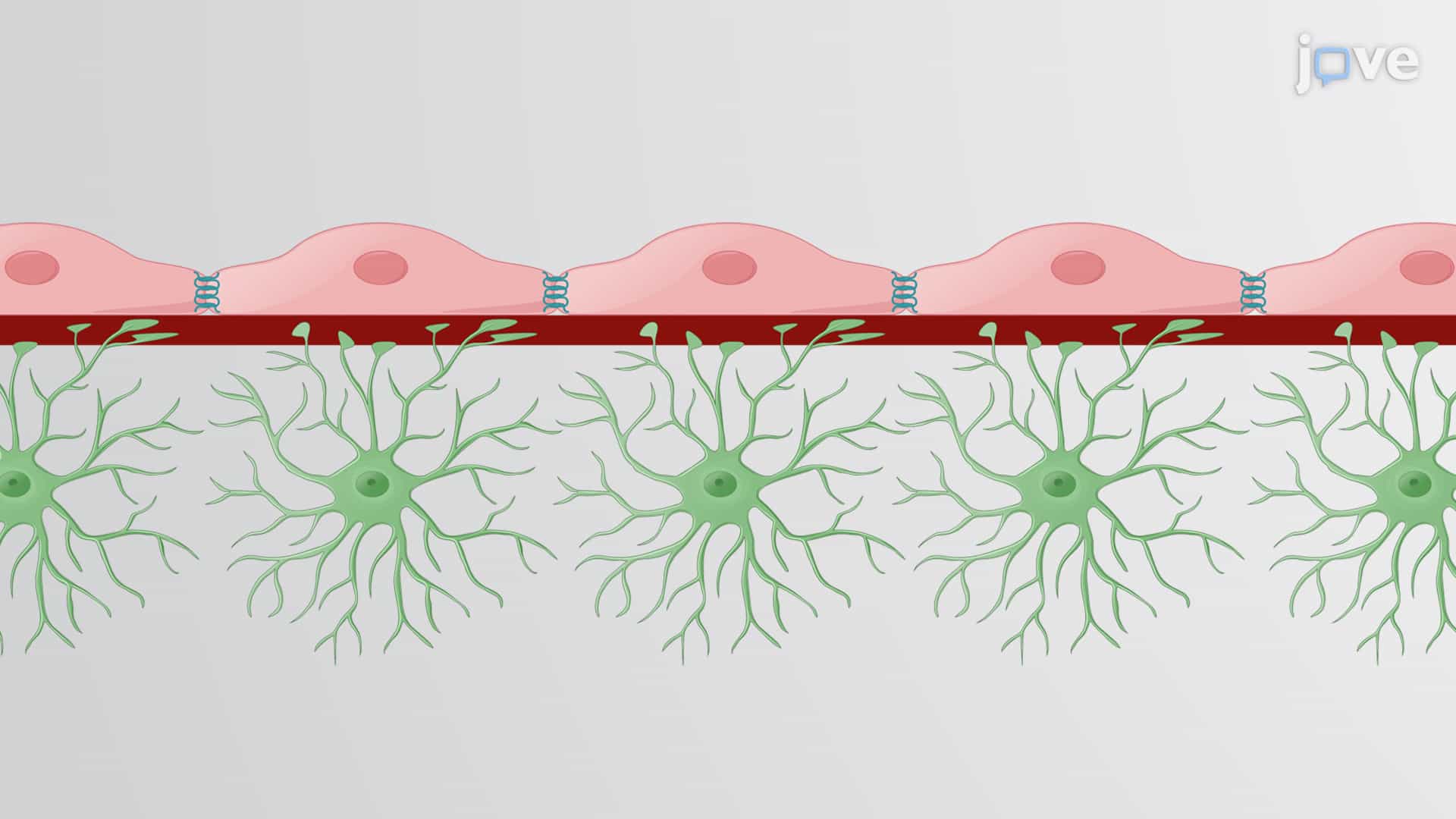 Blood-Brain Tumor Barrier or BBTB Model: An Adaption of the Blood-Brain Barrier or BBB Model to Evaluate Delivery of Therapeutics to the Tumor
