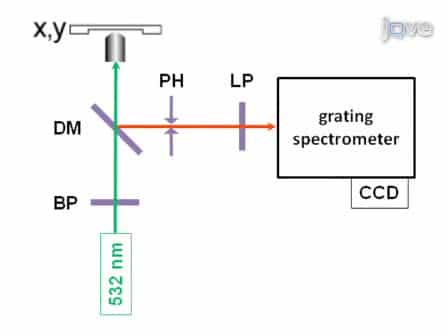 Label-free in situ Imaging of Lignification in Plant Cell Walls