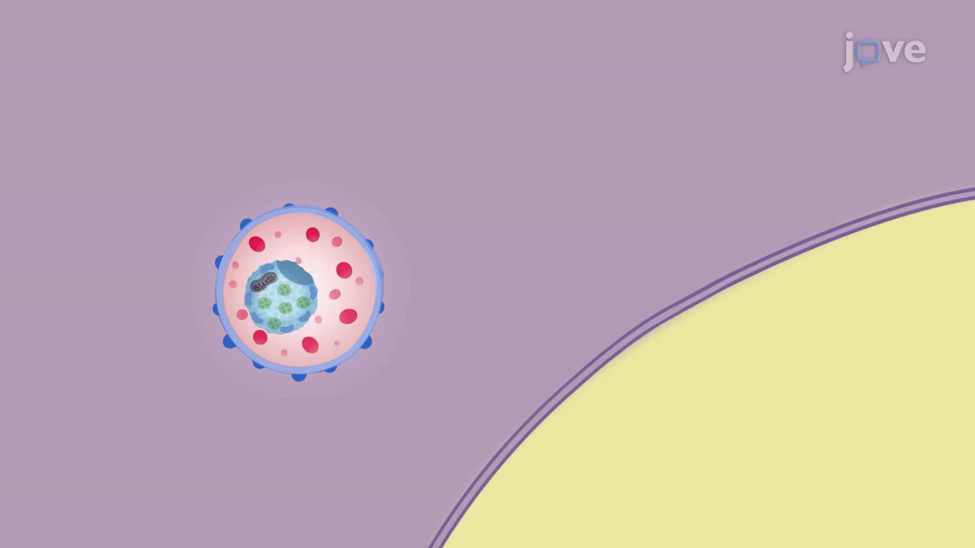 In Vitro Phagocytosis Assay: A Live Imaging Based Method to Study Real-time Astrocyte Mediated Synaptosome Phagocytosis