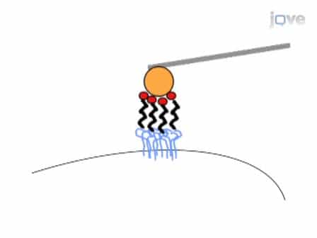 Live Cell Response to Mechanical Stimulation Studied by Integrated Optical and Atomic Force Microscopy