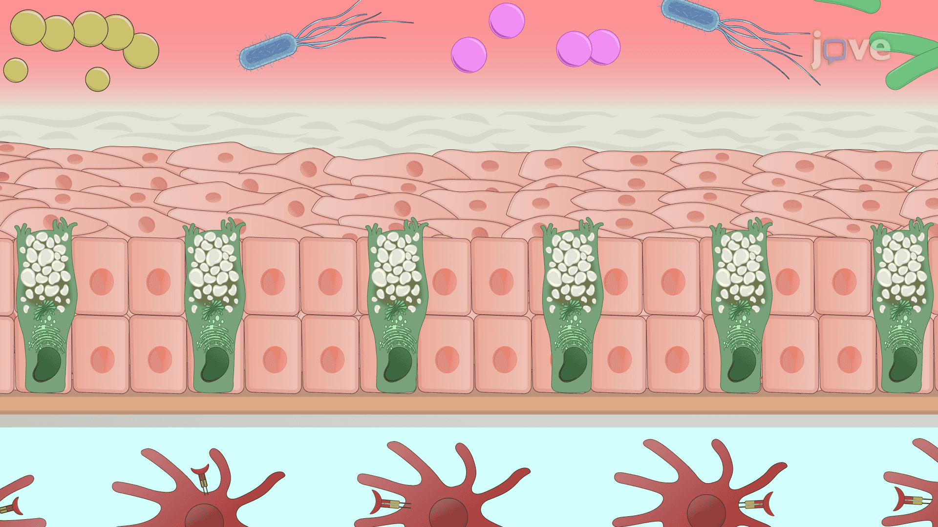 Swab-based Conjunctival Commensal Bacteria Isolation: A Technique to Isolate Commensal Bacteria from Conjunctiva of Murine Model