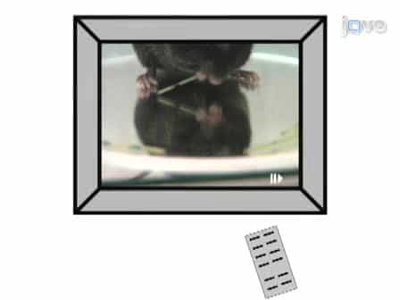 The Vermicelli and Capellini Handling Tests: Simple quantitative measures of dexterous forepaw function in rats and mice